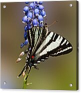 Butterfly Delight Acrylic Print