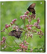 Butterfly Duet Acrylic Print