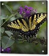 Butterfly Effect Acrylic Print