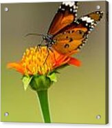 Butterfly Feeding Acrylic Print
