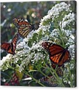 Butterfly Garden - Monarchs 03 Acrylic Print