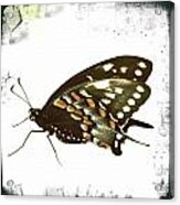 Butterfly Grunge Acrylic Print