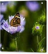Butterfly In Field Acrylic Print