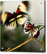 Butterfly In Flight Acrylic Print