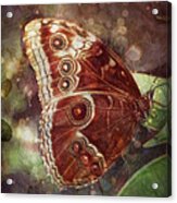 Butterfly In My Garden Acrylic Print