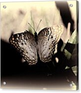 Butterfly Kisses Acrylic Print