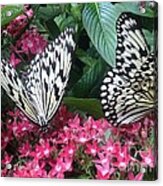 Butterfly Metamorphosis Acrylic Print