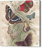 Butterfly Old Lithographic Print From Acrylic Print
