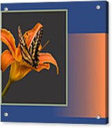 Butterfly On Day Lily Acrylic Print