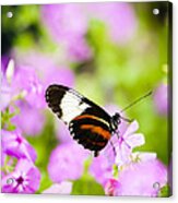 Butterfly On Pink Flowers Acrylic Print