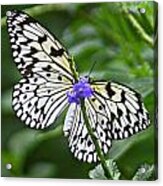 Butterfly On Purple Bloom Acrylic Print