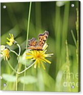 Butterfly On Wildflower Acrylic Print