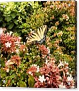 Butterfly...... Open Your Wings And Fly Acrylic Print