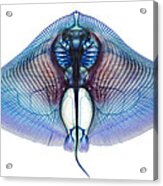 Butterfly Ray Acrylic Print
