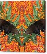 Butterfly Reflections 06 - Spicebush Swallowtail Acrylic Print