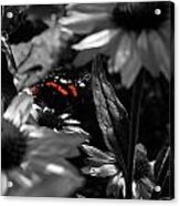 Butterfly Acrylic Print