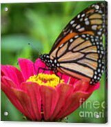 Butterfly Zinnias Acrylic Print