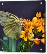 Butterfy On Flower Acrylic Print