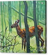 Button Buck Acrylic Print