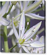 By The Silvery Light Acrylic Print