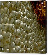 Byward Market Wall Of Garlic Cloves Acrylic Print