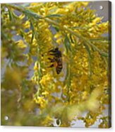 Visiting Bee On Goldenrod Acrylic Print