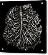 Cabbage Brain Acrylic Print