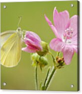 Cabbage White Butterfly On Flower Acrylic Print