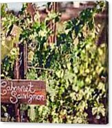 Cabernet Vineyards Acrylic Print