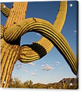 Cacti In West Unit Of Saguaro National Acrylic Print