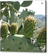 Cactus Acrylic Print