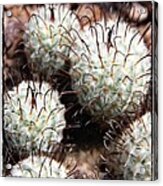 Cactus Acrylic Print