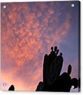 Cactus Sunset And Clouds Acrylic Print