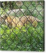 Caged Acrylic Print