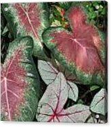 Caladium Acrylic Print