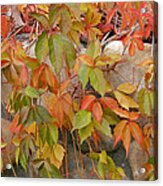 California Fall Colors Acrylic Print
