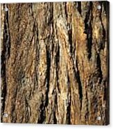 California Redwood Bark Acrylic Print