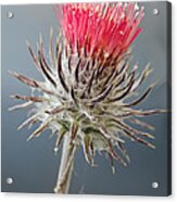 California Thistle Acrylic Print