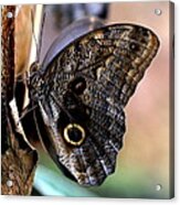 Caligo Atreus 2 Acrylic Print