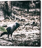 Call Of The Crow Acrylic Print