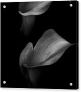 Calla Couple Acrylic Print