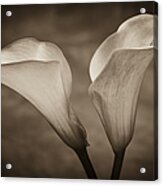 Calla Lilies In Sepia Acrylic Print