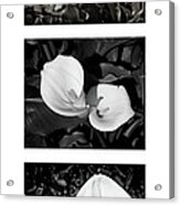 Calla Lilies Vertical With Title And Nameplate Acrylic Print
