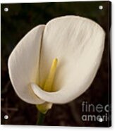 Calla Lilly 1 Acrylic Print