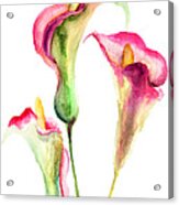 Calla Lily Flowers Acrylic Print