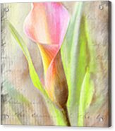 Calla Lily In Pink Acrylic Print