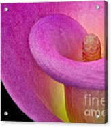 Calla Lily Acrylic Print