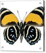 Callicore Aegina Butterfly Acrylic Print