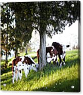 Calves In Farm Acrylic Print