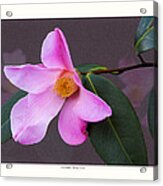 Camellia 'tulip Time' Acrylic Print